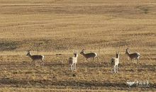 藏羚羊的呼唤