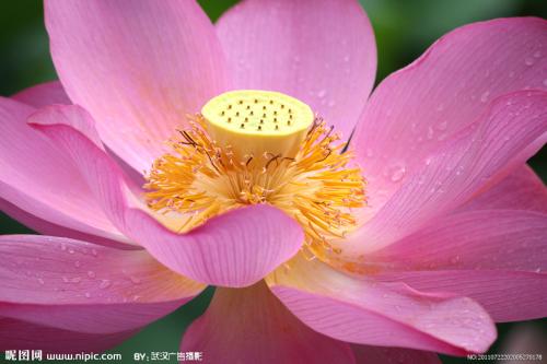 像莲花一样绽放