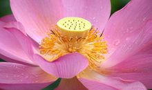 像荷花一样绽放