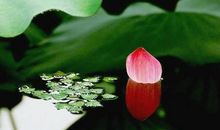 人生在世请坚守本真