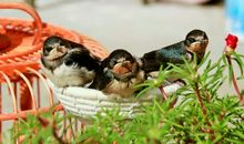 “幸运”的小燕子