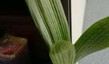 像一株君子兰那般待你