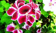 让智慧之花绽放人生