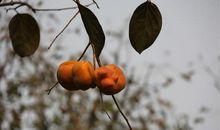 倾听虫鸣的声音