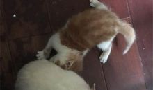 我干妈家的小狗