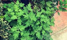 那一丛生命的绿