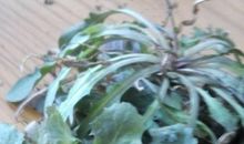 我帮妈妈挑荠菜