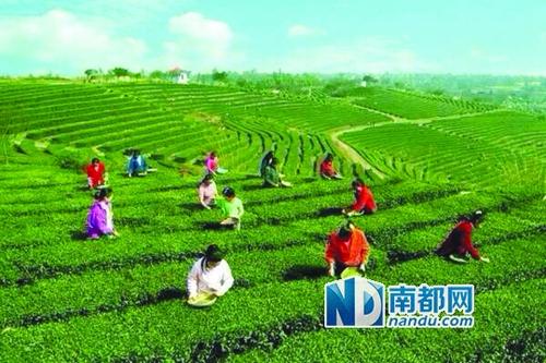采茶之旅