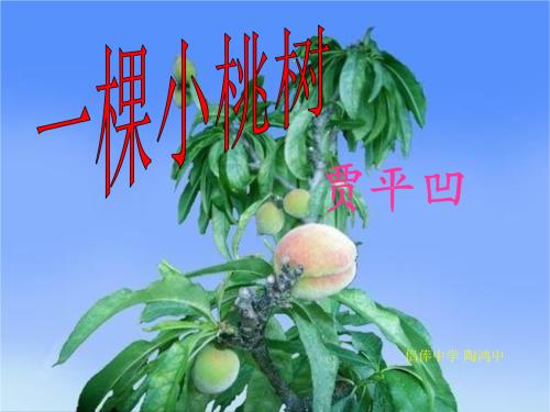 记忆中的小桃树