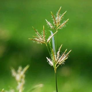 教室里的草