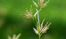 教室里的那棵小草