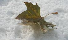 雪上的舞蹈读后感