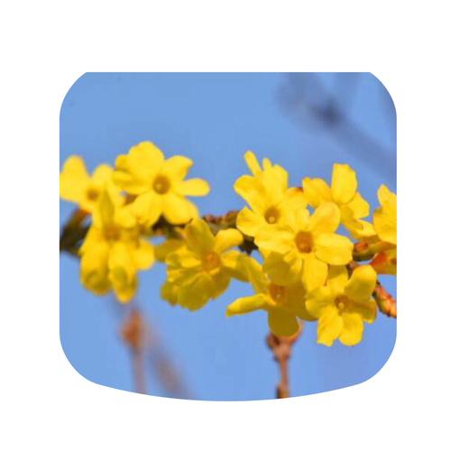 茉莉花的启示