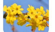 迎春花给我的启示