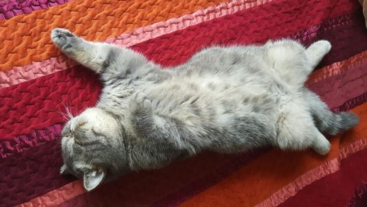 家有一只懒猫
