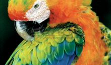 我的动物朋友鹦鹉