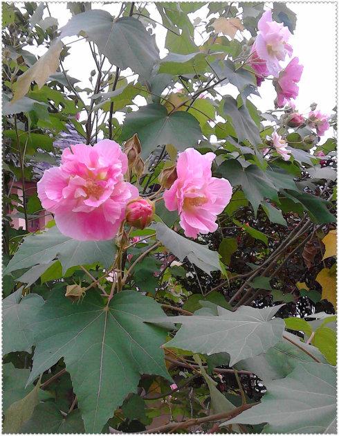 美丽的芙蓉花