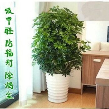 我们的财富树