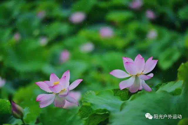 等待最美丽的花朵盛开