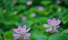 等待最美的花开