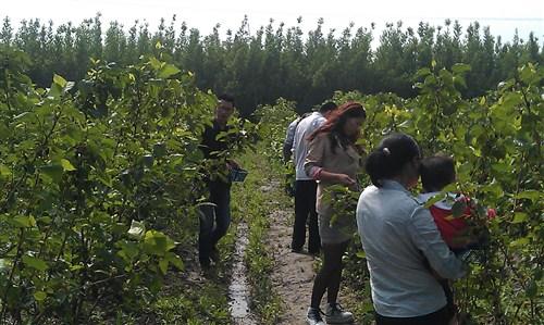 桑树采摘笔记
