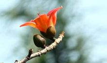 美丽的“果实”