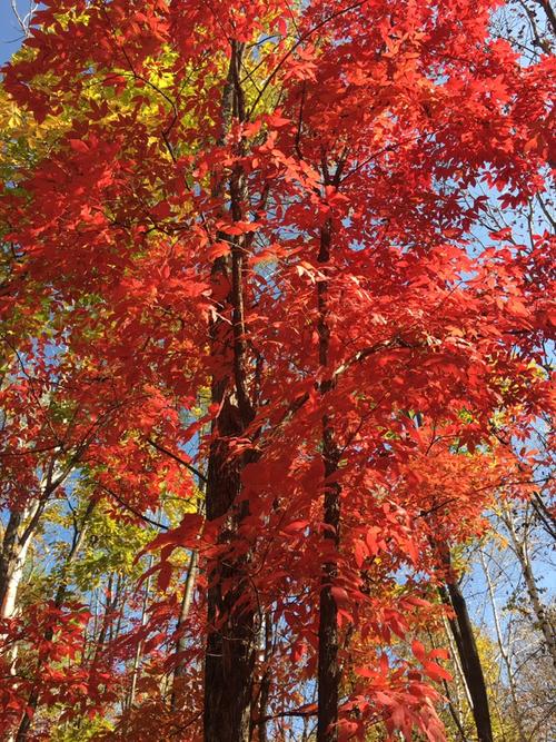 刻骨铭心的枫叶