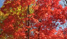 难忘我心中的枫叶