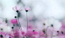 感恩的花开在阅读的路上