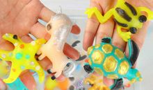 神奇的海洋宝宝