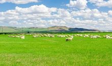 我爱家乡的那片草地