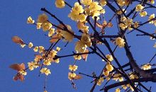 又到腊梅盛开时