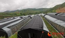 体验撕名牌魏湘