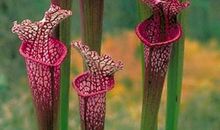 我最喜欢的植物小草