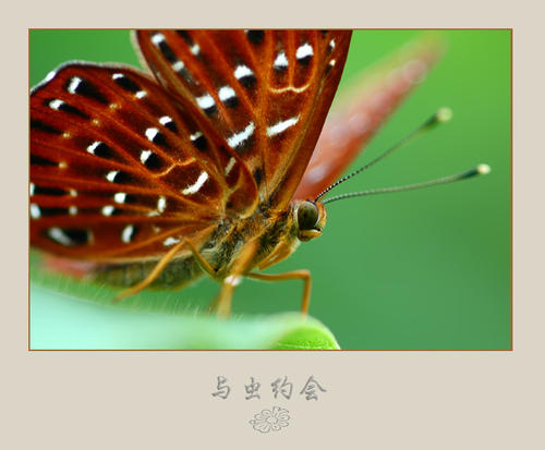 阿月浑子遇到文学错误