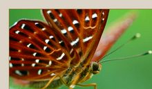 开心果遇上文学虫