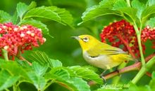 春天的小鸟啾啾啾