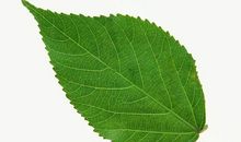 香樟叶