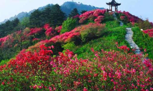 在山坡上的花