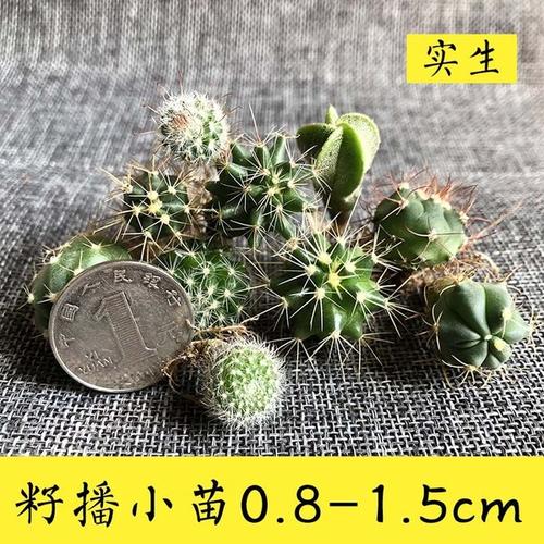 小苗和仙人掌