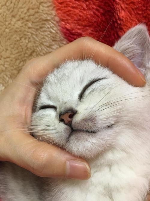 我的猫