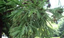 松树，我想对你说