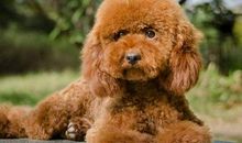 我的动物朋友泰迪犬