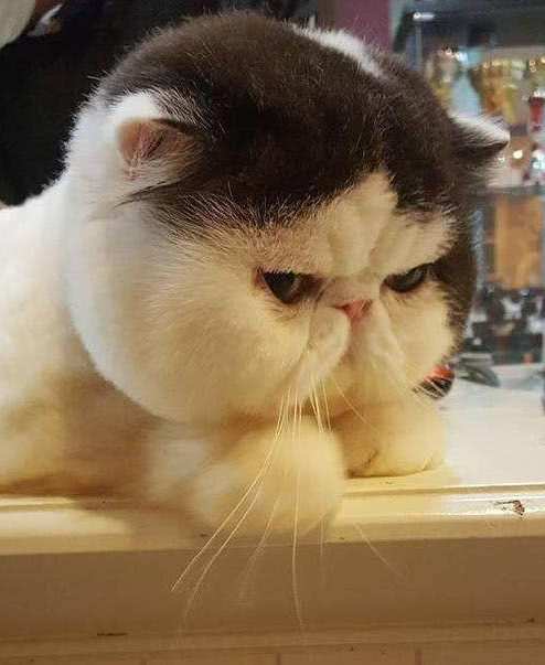 我的动物朋友猫