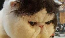 我的动物朋友猫咪