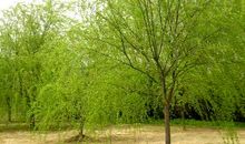 默默的柳树_500字