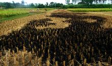 老家的稻子成熟了