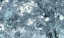 这个冬季有点冷