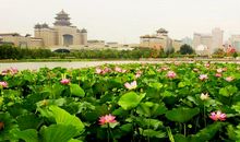 美丽的莲花池公园