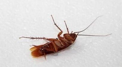 可怕的蟑螂